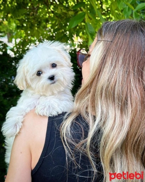 Maltese, Köpek  Oscar fotoğrafı