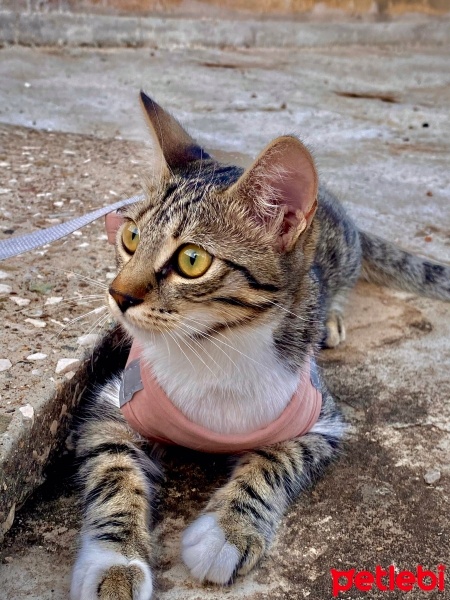 Tekir Kedi, Kedi  Pars fotoğrafı