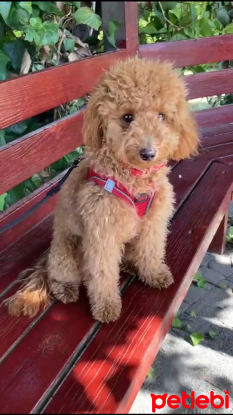 Poodle(Standart Kaniş), Köpek  Cookie fotoğrafı