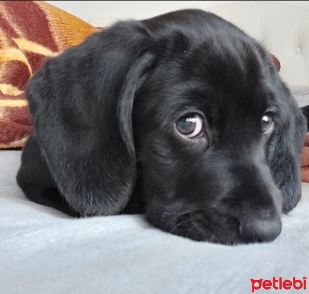 Labrador Retriever, Köpek  Gölge fotoğrafı