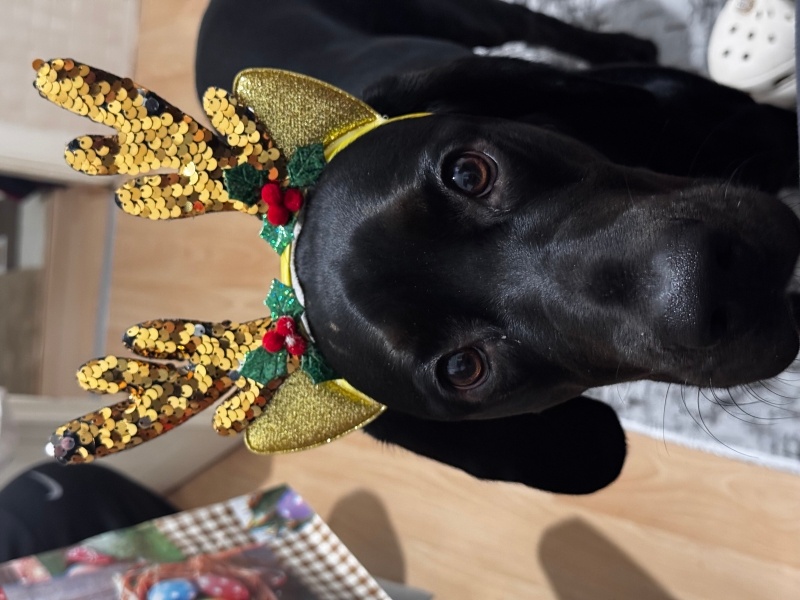 Labrador Retriever, Köpek  Gölge fotoğrafı