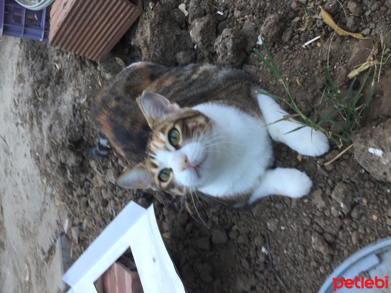 Tekir Kedi, Kedi  Minnoş fotoğrafı