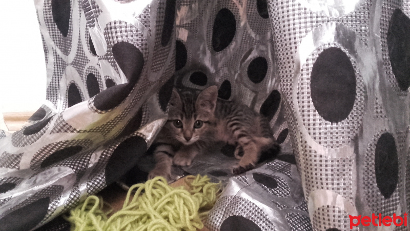 Tekir Kedi, Kedi  Sophia fotoğrafı