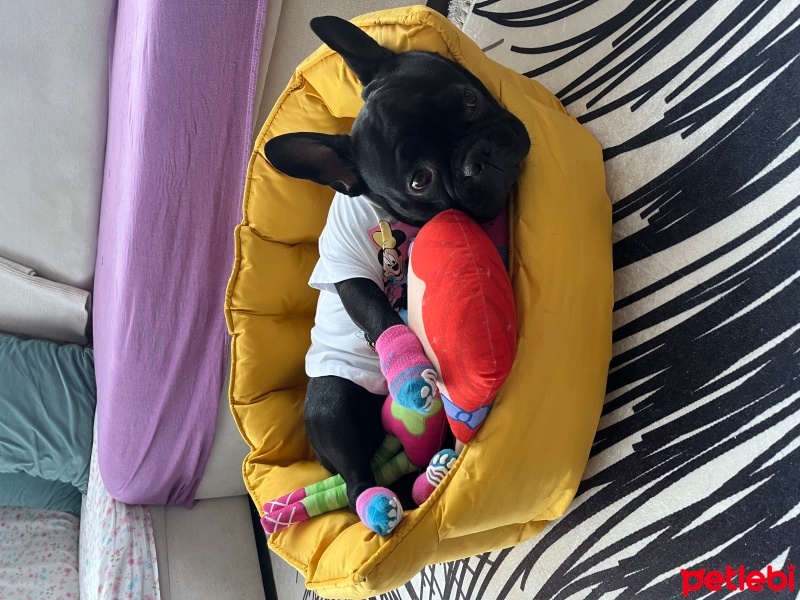 Fransız Bulldog, Köpek  Lita fotoğrafı