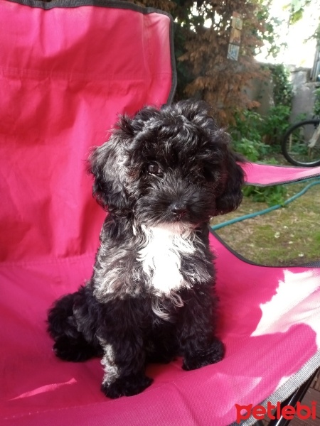 Maltese, Köpek  Şila fotoğrafı