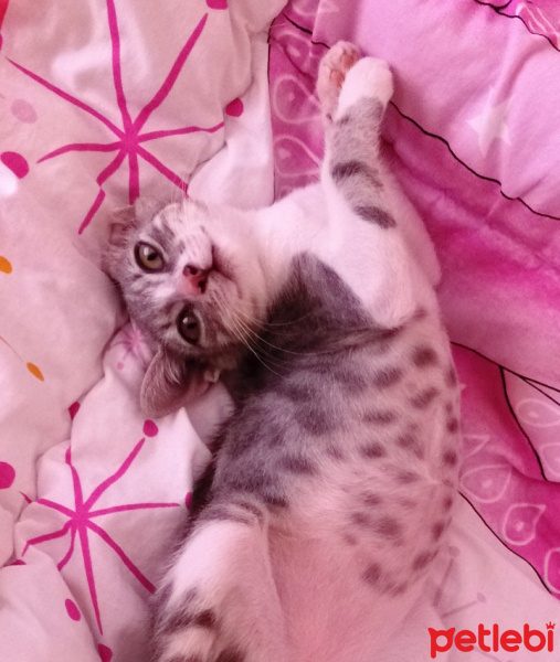 Tekir Kedi, Kedi  patisu fotoğrafı