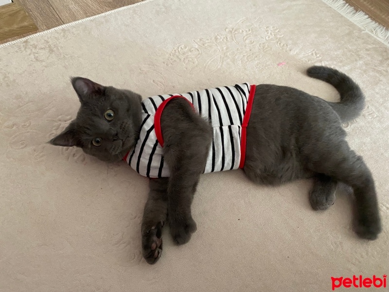 Brazilian Shorthair, Kedi  Dobby fotoğrafı