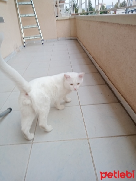 British Shorthair, Kedi  Poncik fotoğrafı
