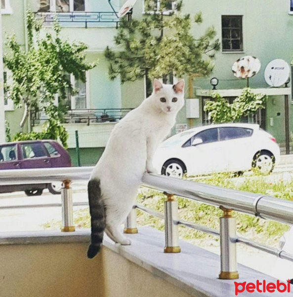 Ankara Kedisi, Kedi  Kızım fotoğrafı