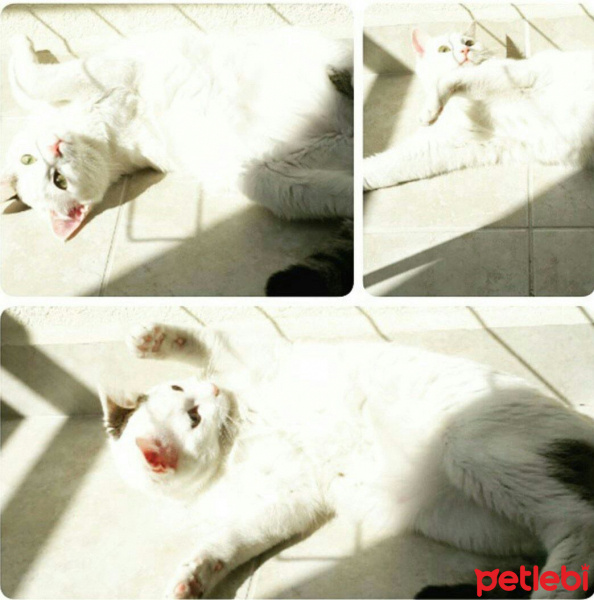 Ankara Kedisi, Kedi  Kızım fotoğrafı