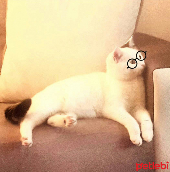 Ankara Kedisi, Kedi  Kızım fotoğrafı