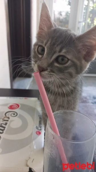 Tekir Kedi, Kedi  sakir fotoğrafı