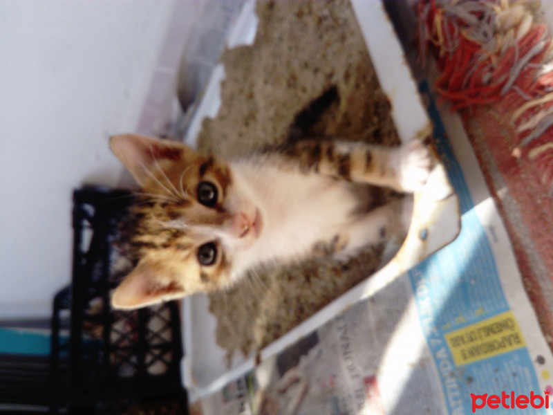 Tekir Kedi, Kedi  Leo  fotoğrafı
