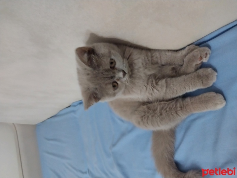 British Shorthair, Kedi  ŞİLA fotoğrafı