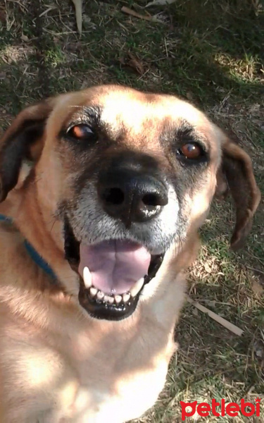 Sokö (Sokak Köpeği), Köpek  Çıta fotoğrafı