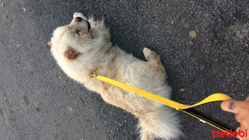 Chow Chow (çin Aslanı), Köpek  Henüz ismi yok  fotoğrafı