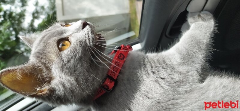 British Shorthair, Kedi  gris fotoğrafı