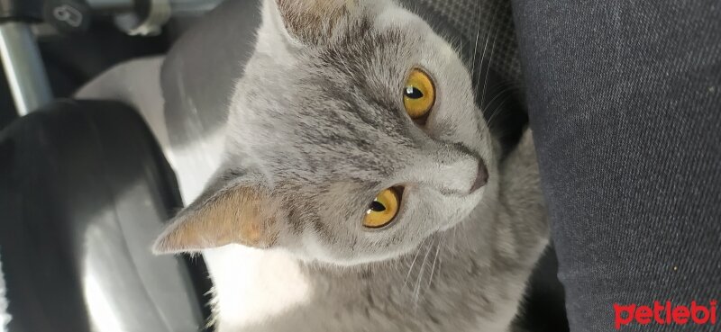 British Shorthair, Kedi  gris fotoğrafı