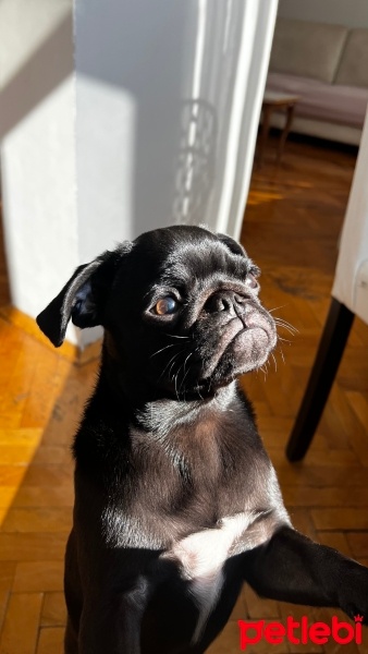 Pug, Köpek  Jersey fotoğrafı