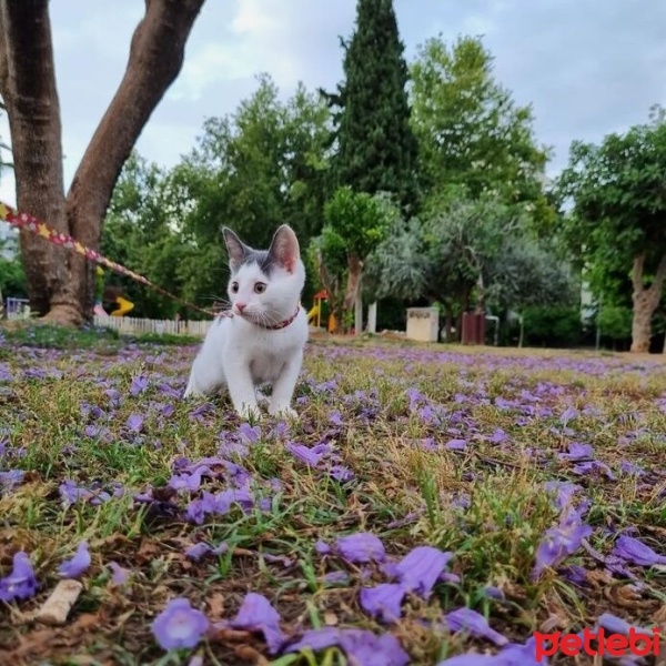 Tekir Kedi, Kedi  Ceku fotoğrafı