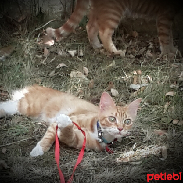 Tekir Kedi, Kedi  Tipsiz fotoğrafı
