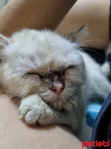 İran Kedisi (Persian), Kedi  Balım fotoğrafı
