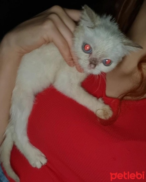 İran Kedisi (Persian), Kedi  Balım fotoğrafı