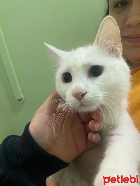 Tekir Kedi, Kedi  Bulut fotoğrafı