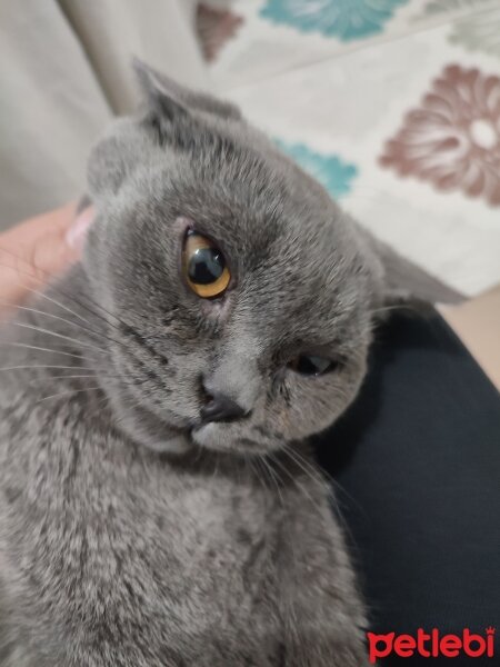 British Shorthair, Kedi  Bihter fotoğrafı