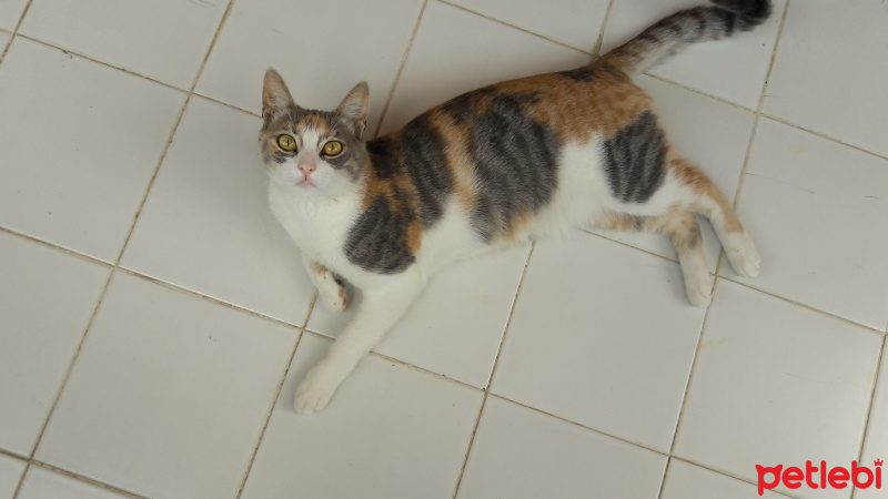 Soke, Kedi  minnak fotoğrafı