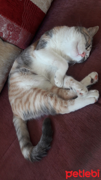 Soke, Kedi  minnak fotoğrafı