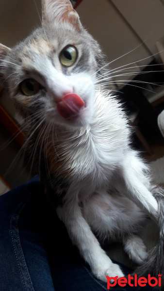 Soke, Kedi  minnak fotoğrafı