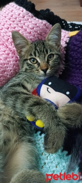 Tekir Kedi, Kedi  Şanslı fotoğrafı