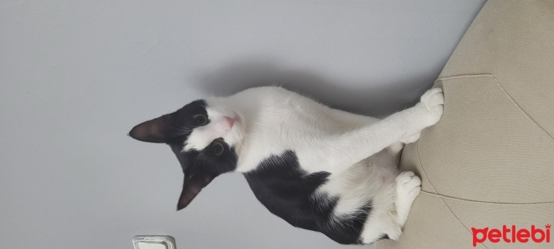 Tuxedo (Smokin) Kedi, Kedi  pati fotoğrafı