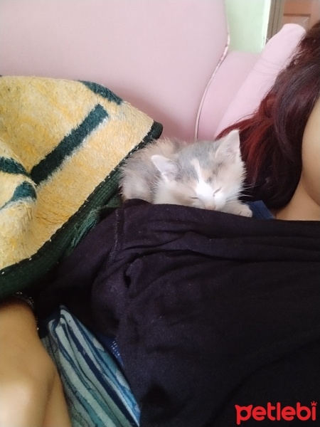 Tekir Kedi, Kedi  Tekir kedi fotoğrafı