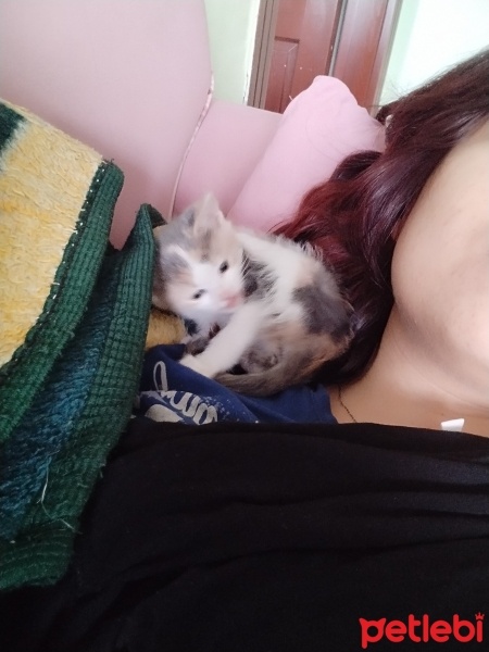 Tekir Kedi, Kedi  Tekir kedi fotoğrafı