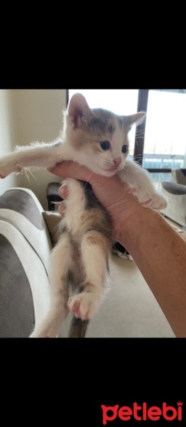 Tekir Kedi, Kedi  Tekir kedi fotoğrafı