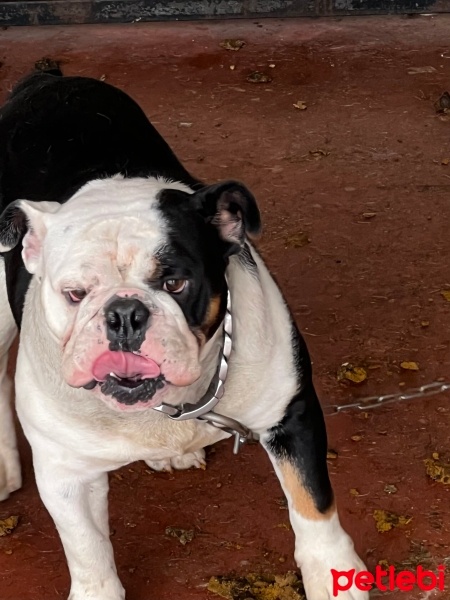 Fransız Bulldog, Köpek  Taci fotoğrafı