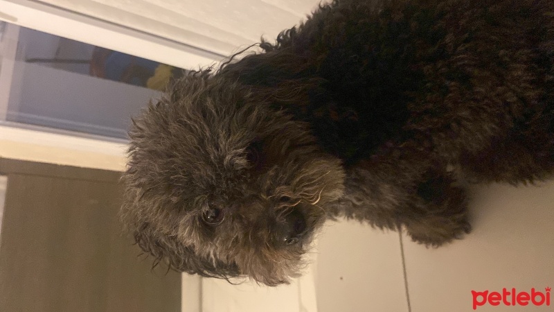 Poodle (Minyatür Kaniş), Köpek  Rita fotoğrafı