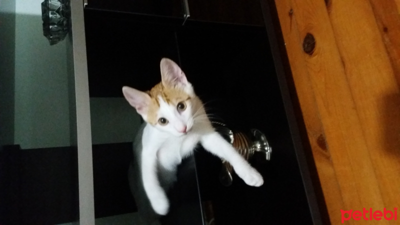 Tekir Kedi, Kedi  Minnos fotoğrafı