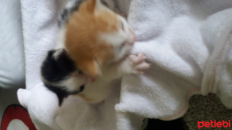 Tekir Kedi, Kedi  Minnos fotoğrafı