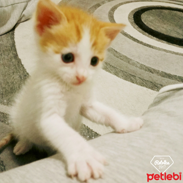 Tekir Kedi, Kedi  Minnos fotoğrafı