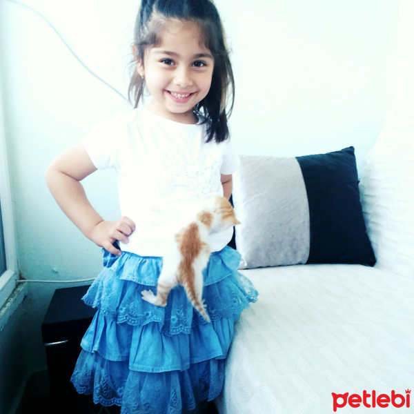 Tekir Kedi, Kedi  Minnos fotoğrafı