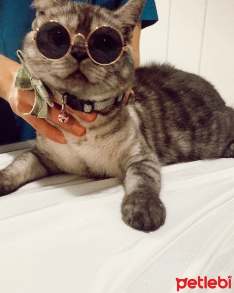 British Shorthair, Kedi  Cesur fotoğrafı