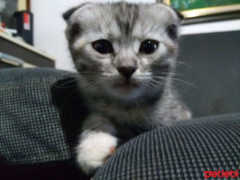 Scottish Fold, Kedi  Boncuk fotoğrafı