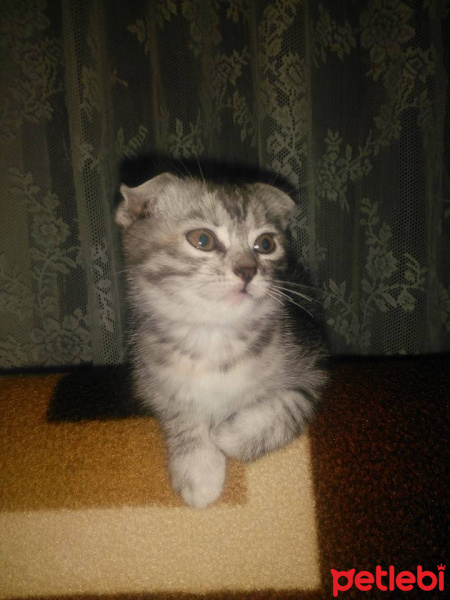 Scottish Fold, Kedi  Boncuk fotoğrafı