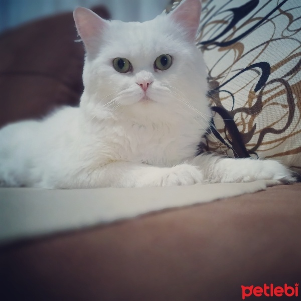 British Longhair, Kedi  PAMUK fotoğrafı