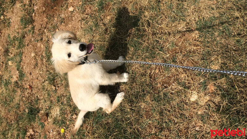 Golden Retriever, Köpek  Maya fotoğrafı