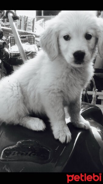 Golden Retriever, Köpek  Maya fotoğrafı