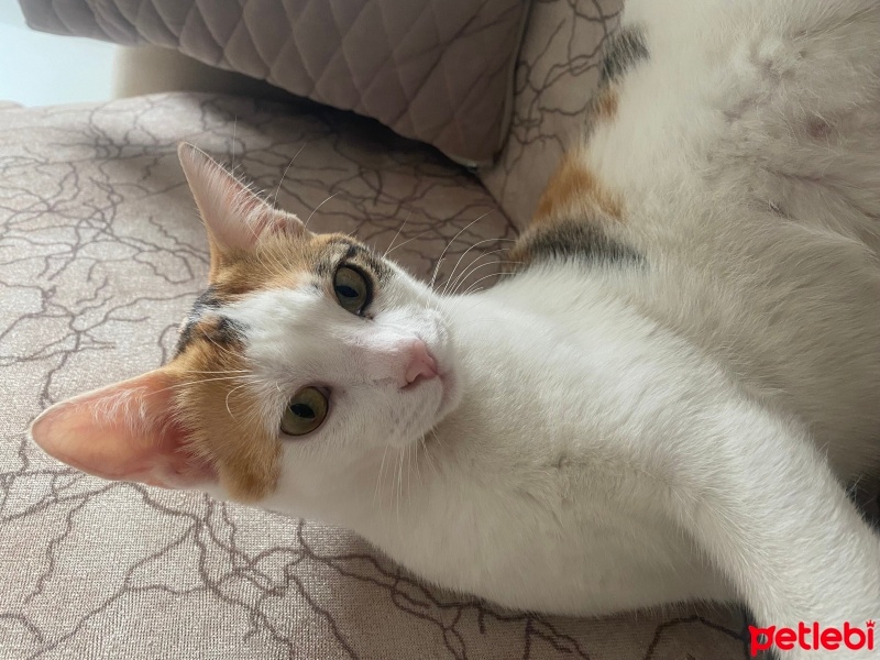Tekir Kedi, Kedi  Karamel fotoğrafı